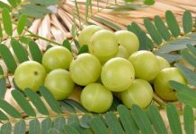 Amla Farming Tips, Tricks and Methods in India