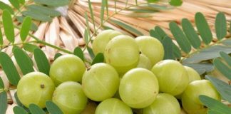 Amla Farming Tips, Tricks and Methods in India