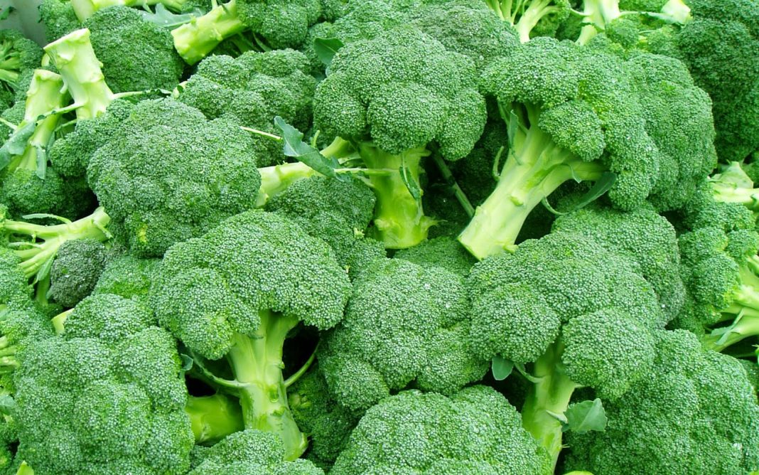 Broccoli Farming in India - Most Useful Tips For earning