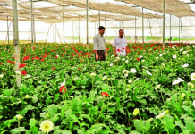 What Is Horticulture Farming in India - Types and Importance