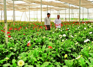 What Is Horticulture Farming in India - Types and Importance