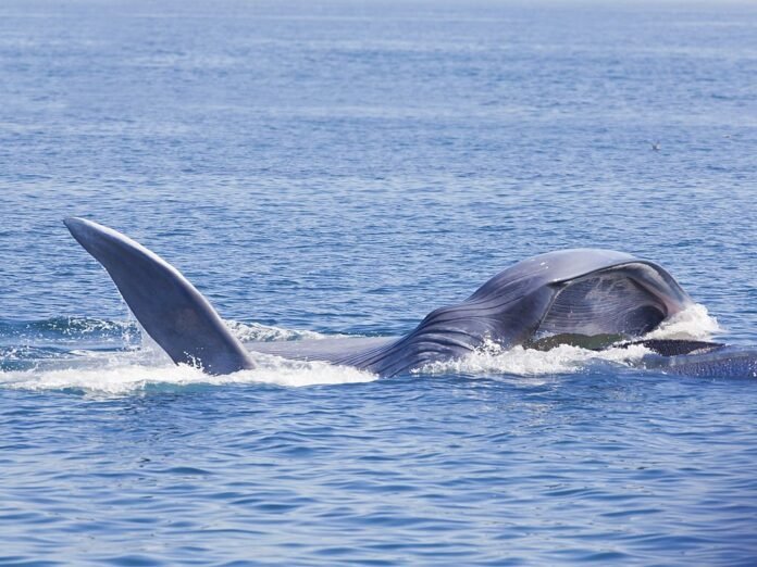 Things You Need to Know About the Blue Whale Bitten in Half Inserior