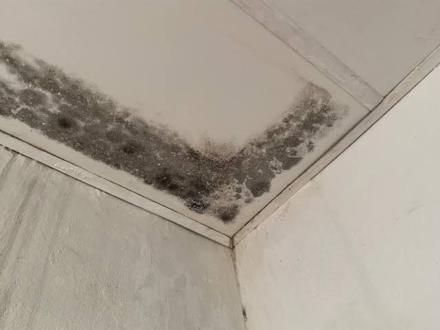 Mould Allergies