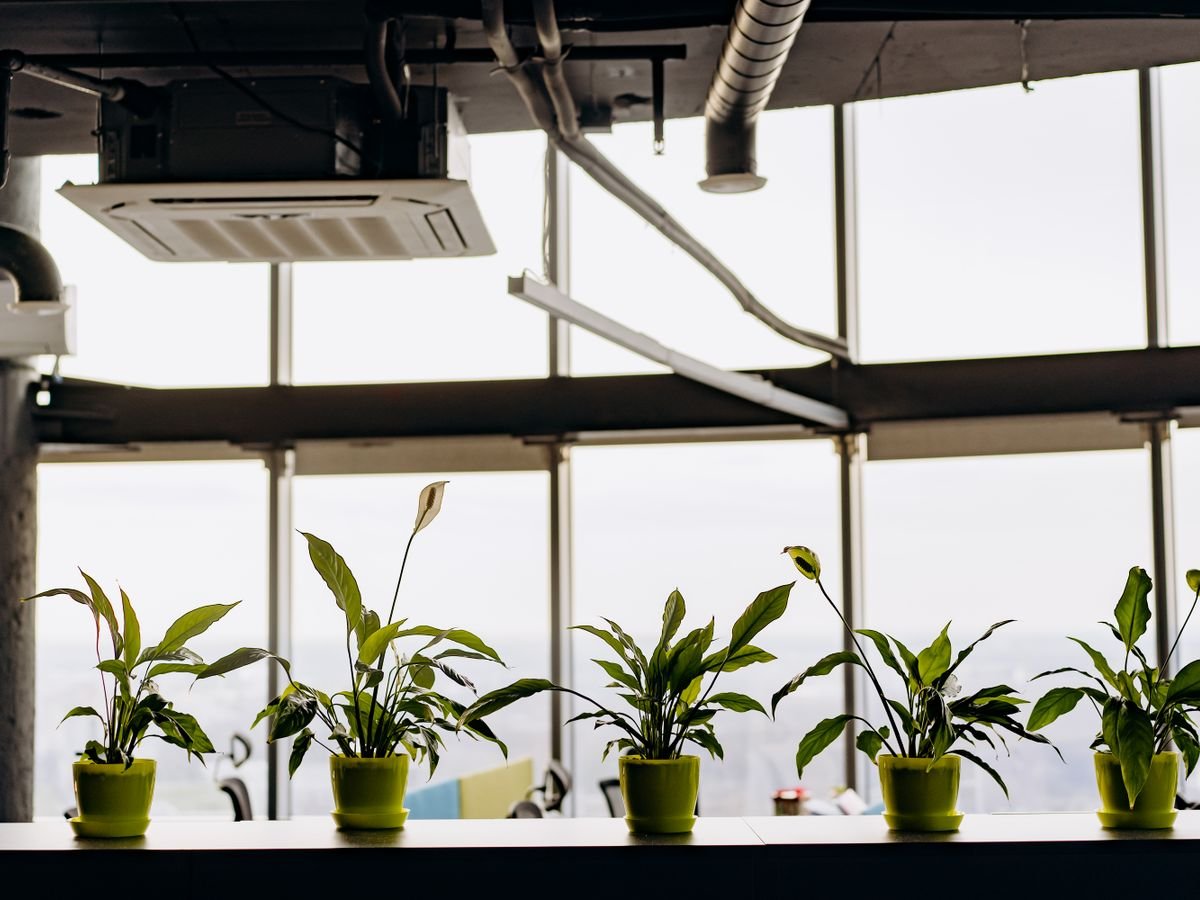 How to Improve Indoor Air Quality Naturally